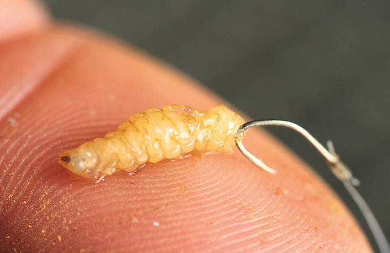 coarse uk lee edwards male avon evesham 1